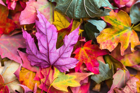 Autumn Wax Melt