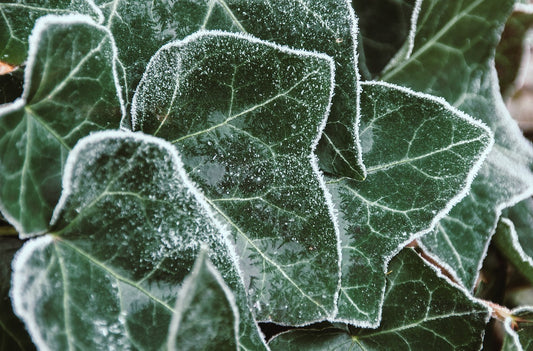 Winter Ivy Candle